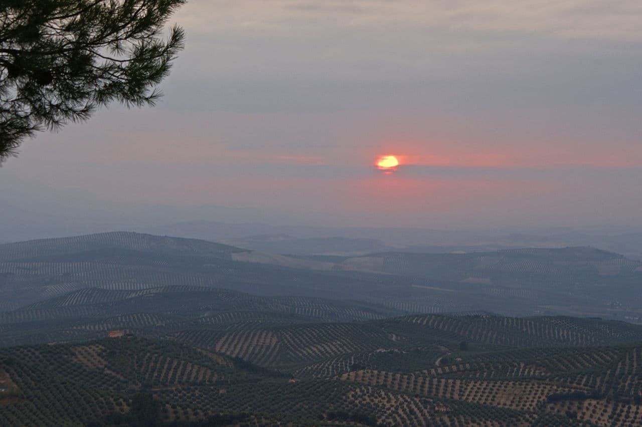 Olive trees in Andalusia